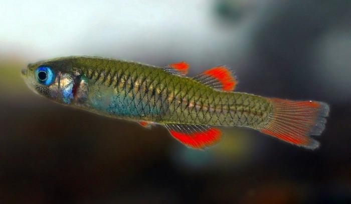 El misterio de la criatura encontrada en una playa de California