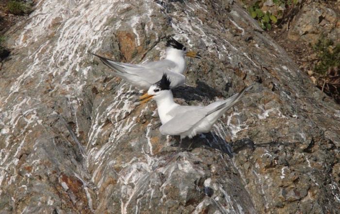 El misterio de la criatura encontrada en una playa de California