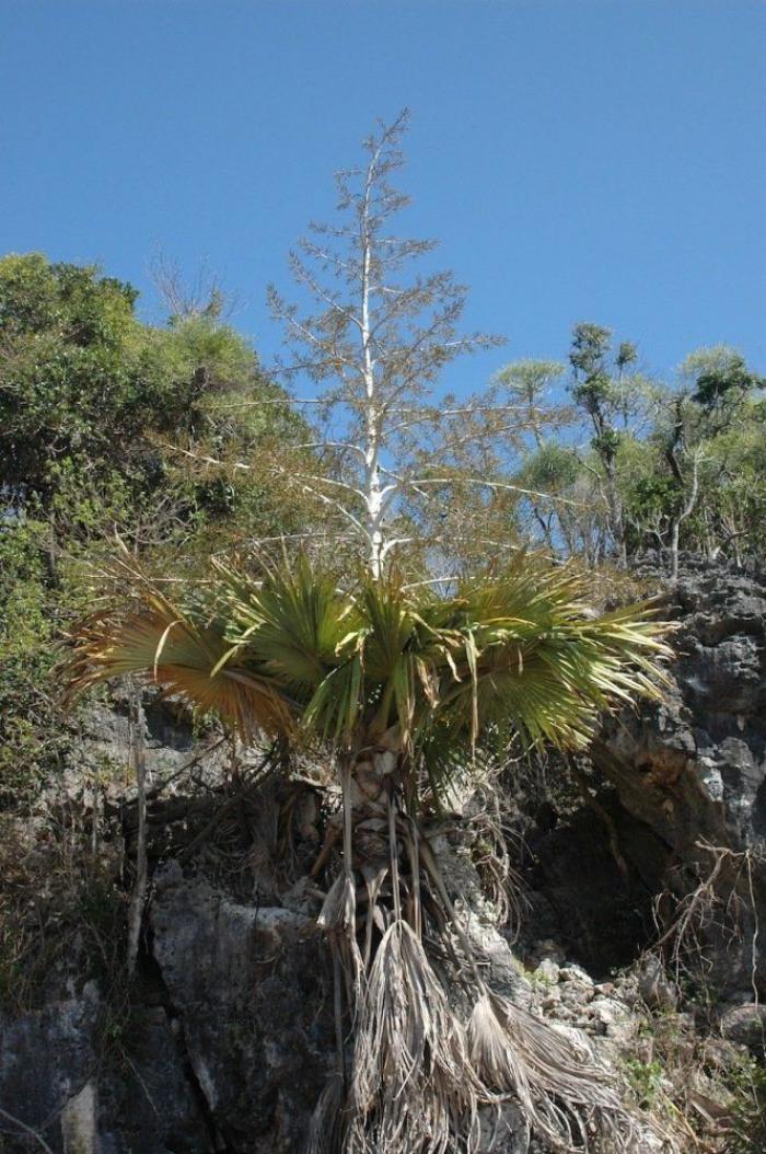 El misterio de la criatura encontrada en una playa de California