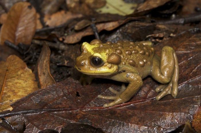 El misterio de la criatura encontrada en una playa de California