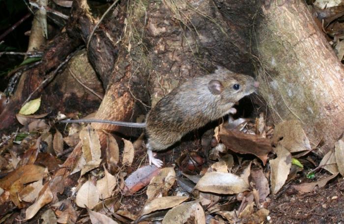El misterio de la criatura encontrada en una playa de California