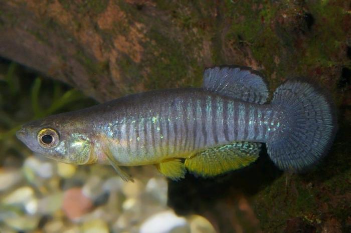 El misterio de la criatura encontrada en una playa de California