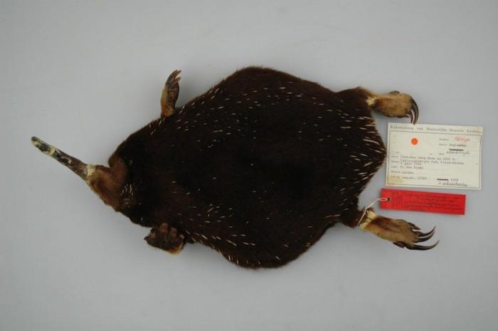 El misterio de la criatura encontrada en una playa de California