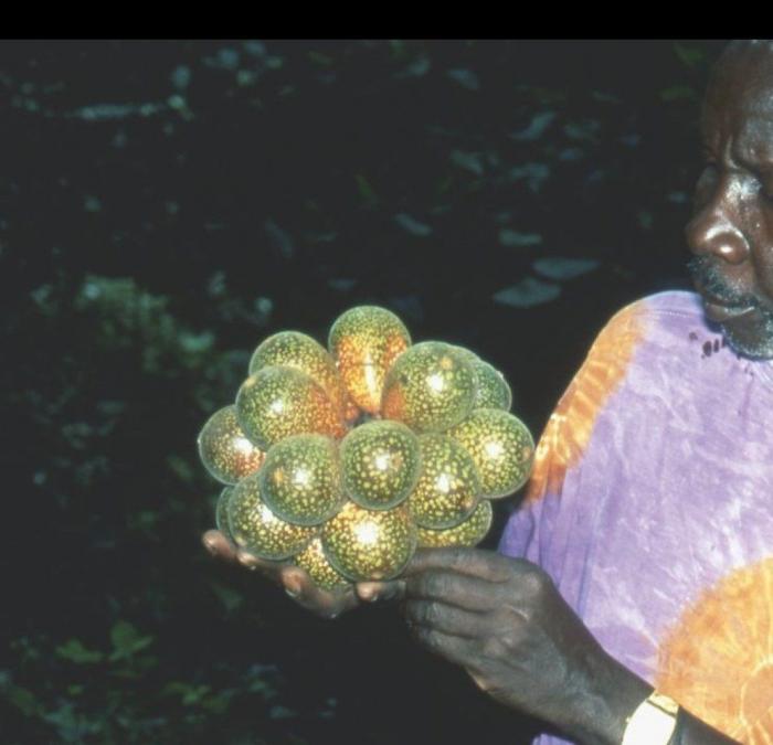 El misterio de la criatura encontrada en una playa de California