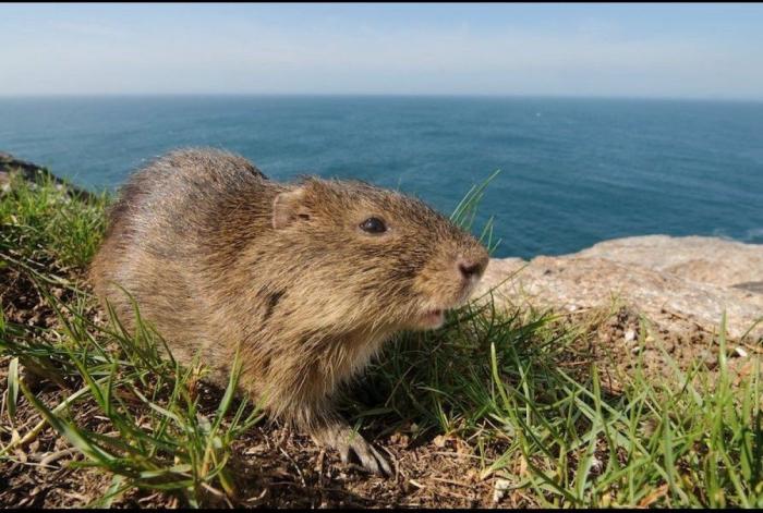 El misterio de la criatura encontrada en una playa de California