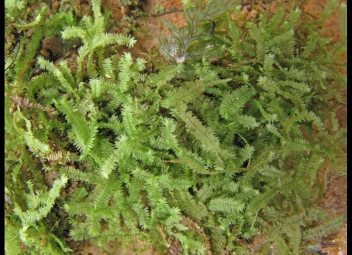 El misterio de la criatura encontrada en una playa de California