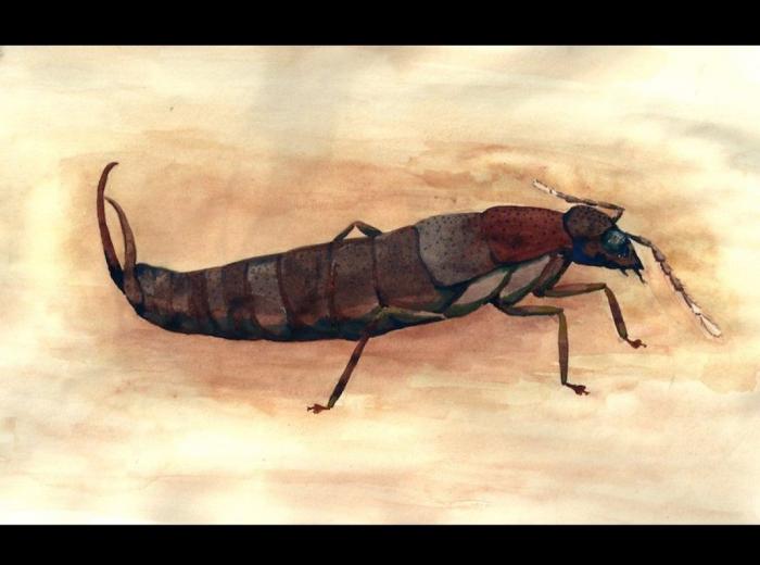 El misterio de la criatura encontrada en una playa de California