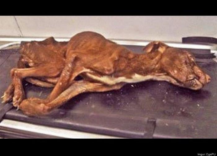 Patrick: la increíble recuperación del perro que tiraron a la basura (FOTOS)