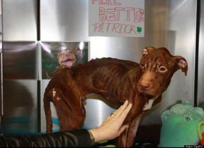 Patrick: la increíble recuperación del perro que tiraron a la basura (FOTOS)