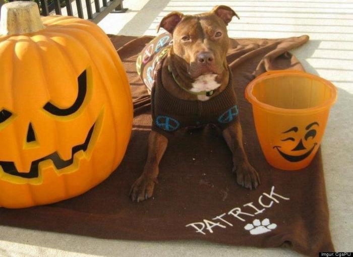 Patrick: la increíble recuperación del perro que tiraron a la basura (FOTOS)