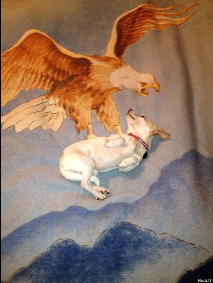 Rajoy coronado, El Rey León y otras fotos en el momento preciso