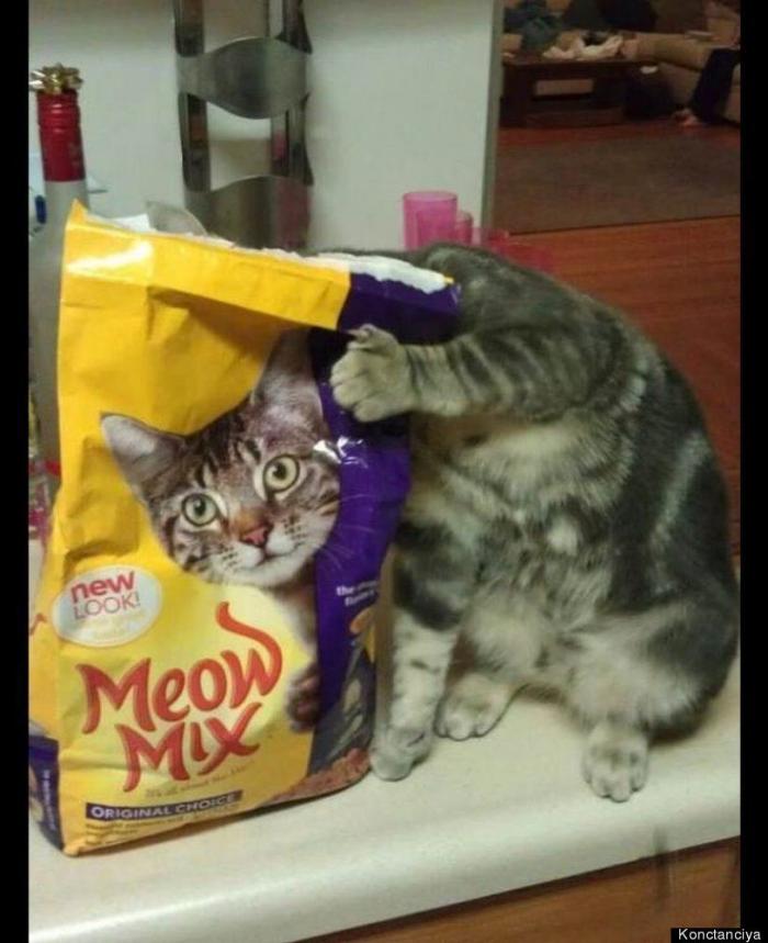 Rajoy coronado, El Rey León y otras fotos en el momento preciso