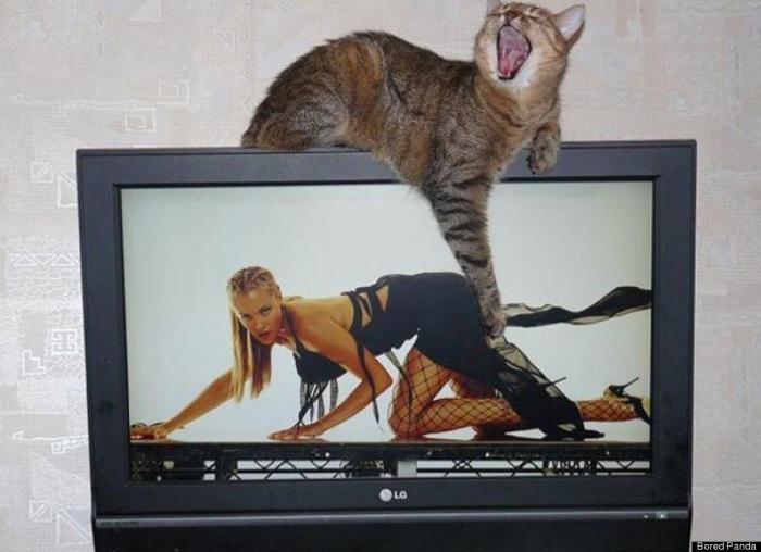 Rajoy coronado, El Rey León y otras fotos en el momento preciso