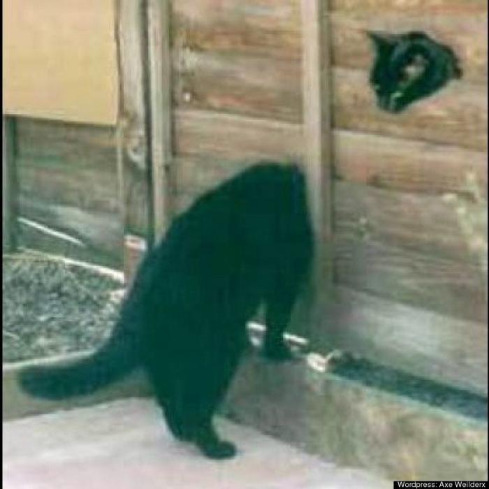 Rajoy coronado, El Rey León y otras fotos en el momento preciso