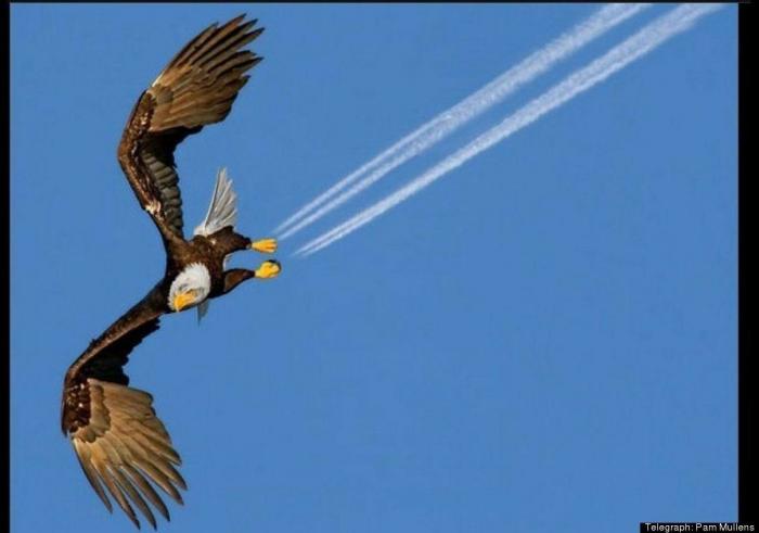 Rajoy coronado, El Rey León y otras fotos en el momento preciso