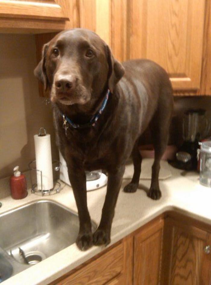 47 sorpresas que te puedes encontrar al llegar a casa según los usuarios de Reddit... (FOTOS)