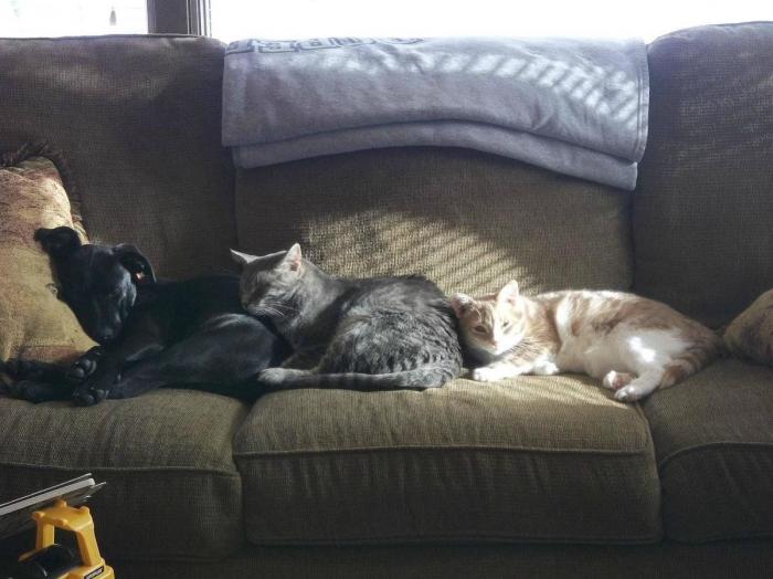 47 sorpresas que te puedes encontrar al llegar a casa según los usuarios de Reddit... (FOTOS)