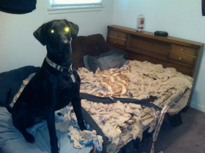 47 sorpresas que te puedes encontrar al llegar a casa según los usuarios de Reddit... (FOTOS)