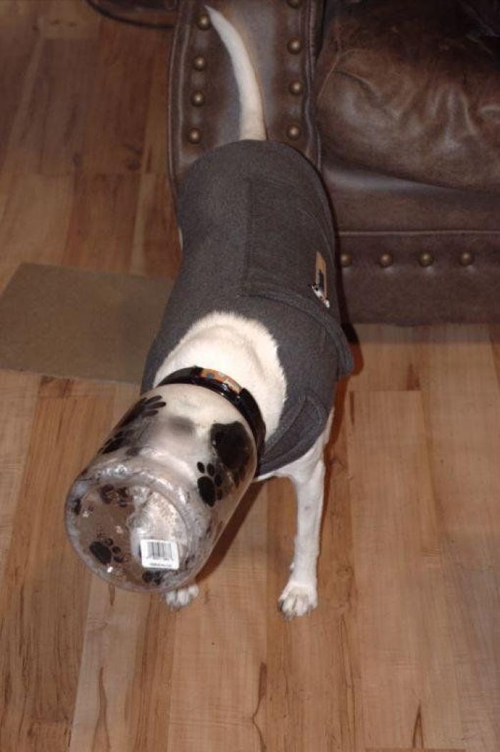 47 sorpresas que te puedes encontrar al llegar a casa según los usuarios de Reddit... (FOTOS)