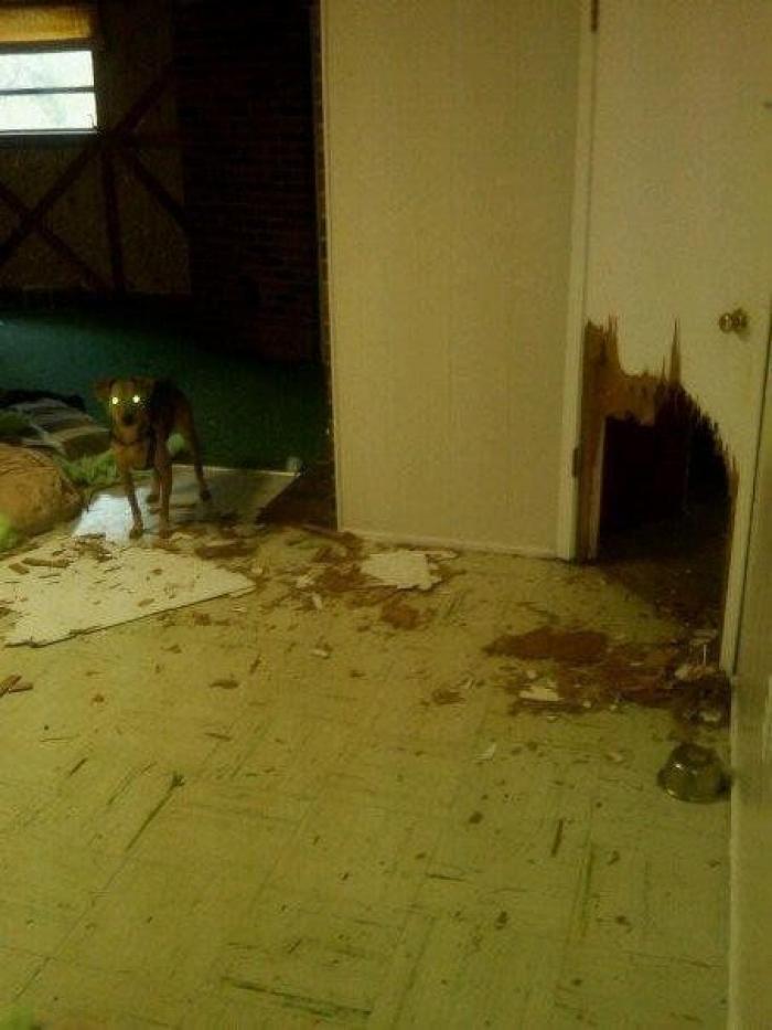 47 sorpresas que te puedes encontrar al llegar a casa según los usuarios de Reddit... (FOTOS)