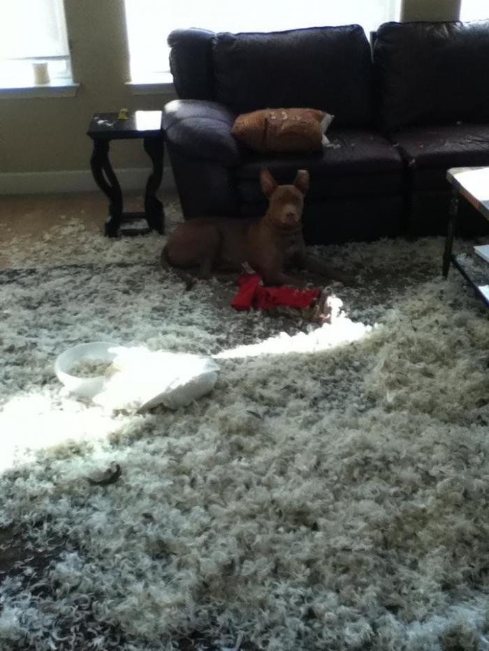 47 sorpresas que te puedes encontrar al llegar a casa según los usuarios de Reddit... (FOTOS)