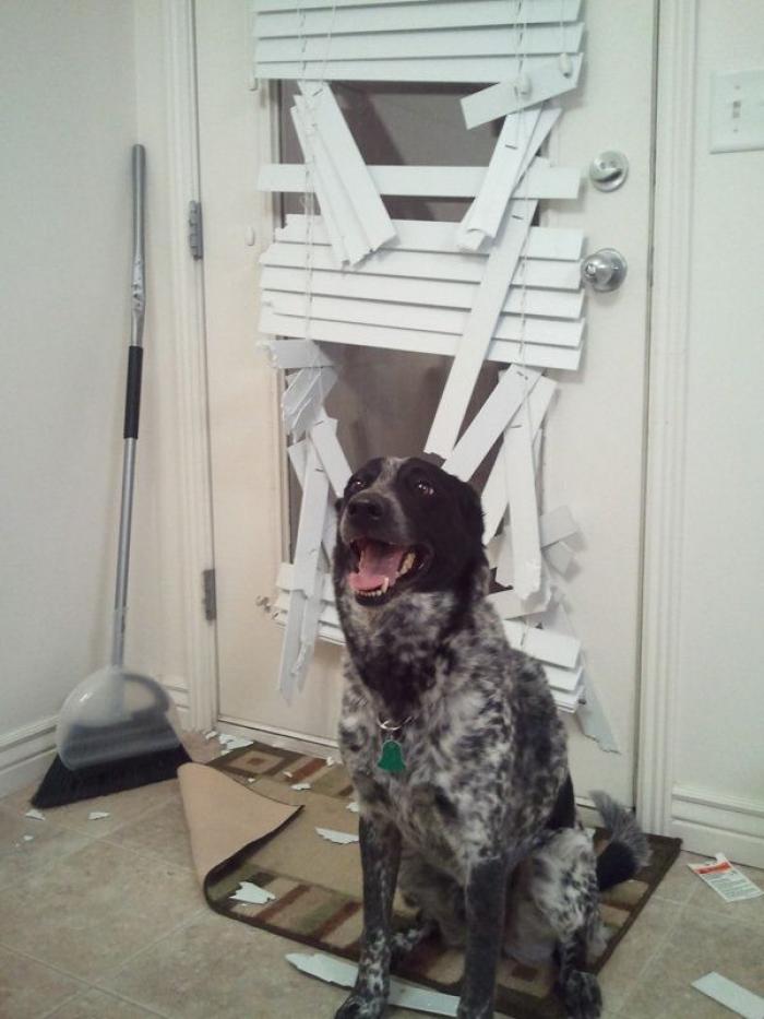 47 sorpresas que te puedes encontrar al llegar a casa según los usuarios de Reddit... (FOTOS)