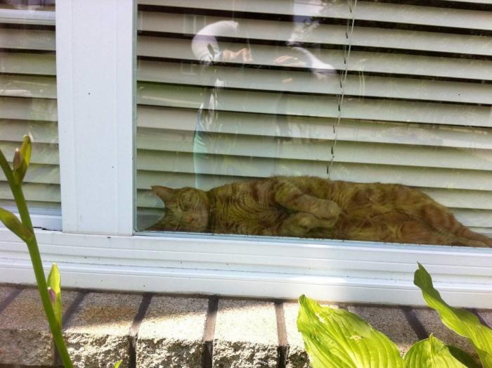 47 sorpresas que te puedes encontrar al llegar a casa según los usuarios de Reddit... (FOTOS)