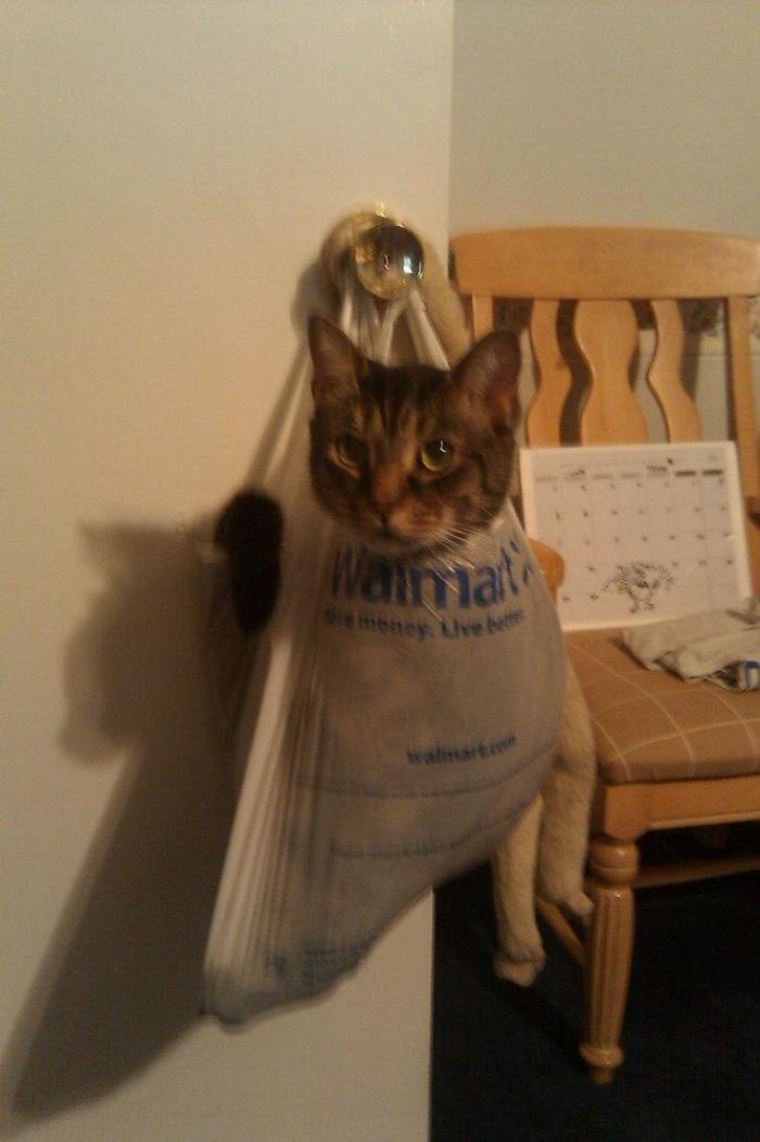 47 sorpresas que te puedes encontrar al llegar a casa según los usuarios de Reddit... (FOTOS)