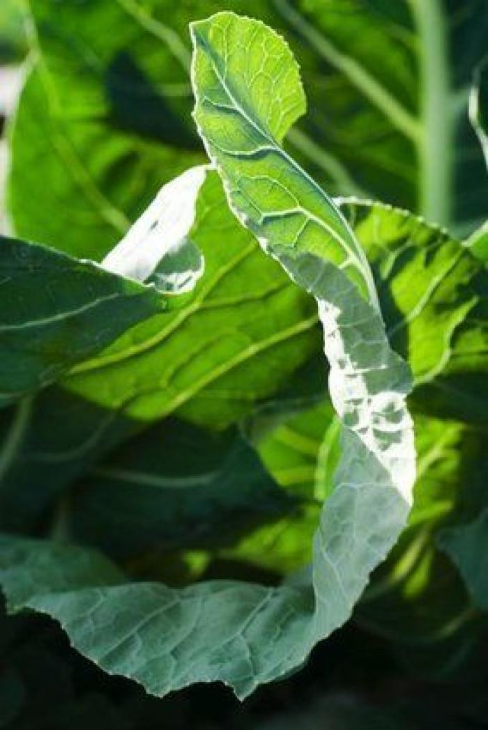 ¿Es verdad eso de que una manzana podrida echa a perder el cesto?