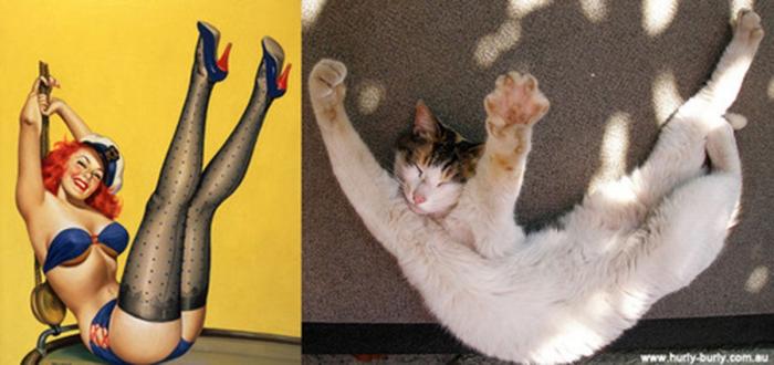Gatos que parecen chicas pin-up (FOTOS)