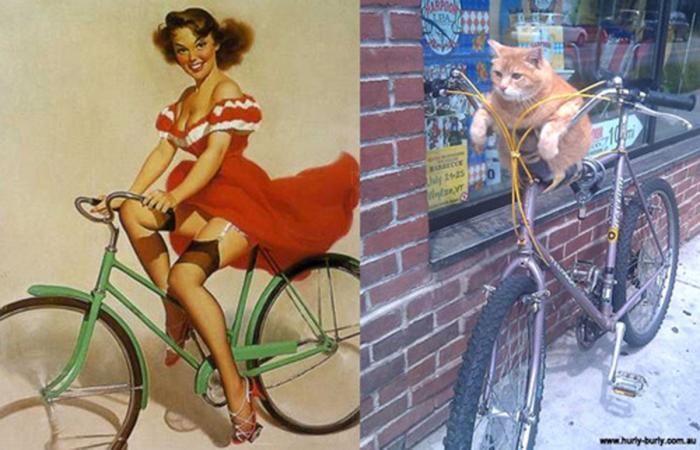 Gatos que parecen chicas pin-up (FOTOS)