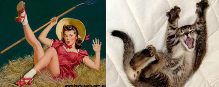 Gatos que parecen chicas pin-up (FOTOS)