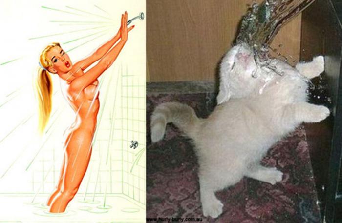 Gatos que parecen chicas pin-up (FOTOS)