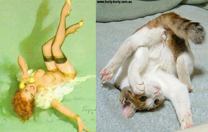 Gatos que parecen chicas pin-up (FOTOS)