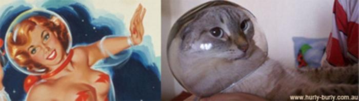 Gatos que parecen chicas pin-up (FOTOS)