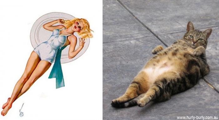 Gatos que parecen chicas pin-up (FOTOS)