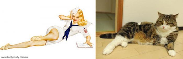 Gatos que parecen chicas pin-up (FOTOS)