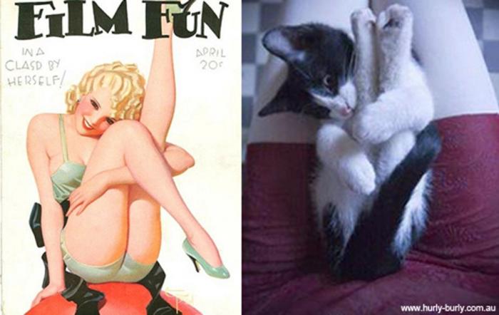 Gatos que parecen chicas pin-up (FOTOS)