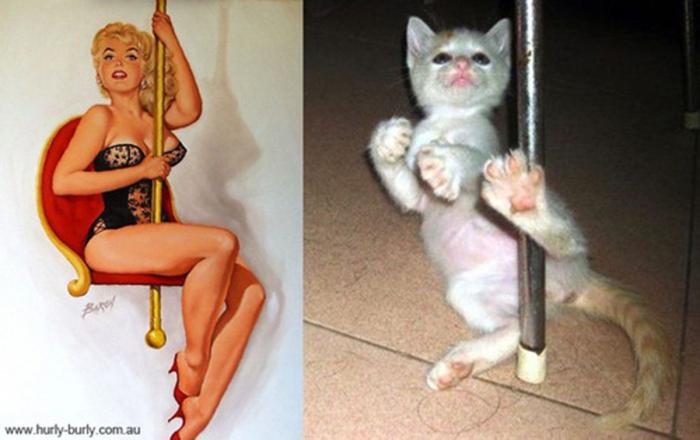 Gatos que parecen chicas pin-up (FOTOS)