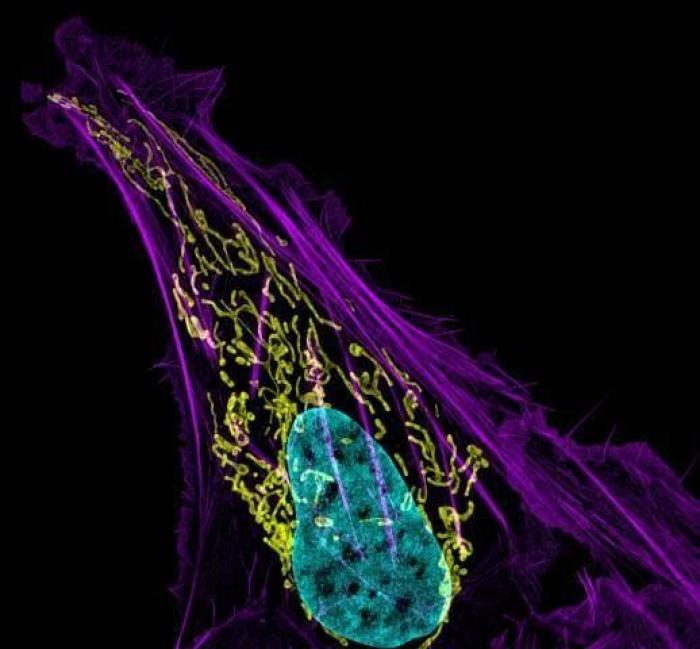 Nikon Small World 2012: las mejores microfotografías del año (FOTOS)