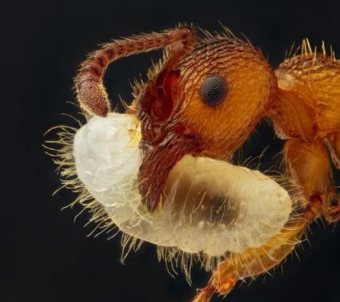 Nikon Small World 2012: las mejores microfotografías del año (FOTOS)
