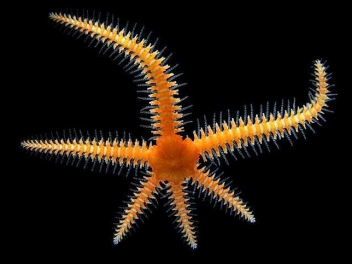 Nikon Small World 2012: las mejores microfotografías del año (FOTOS)