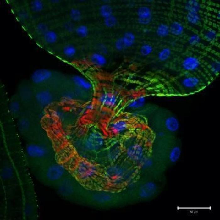 Nikon Small World 2012: las mejores microfotografías del año (FOTOS)
