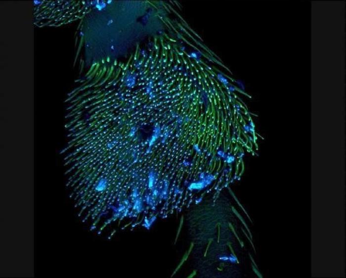 Nikon Small World 2012: las mejores microfotografías del año (FOTOS)