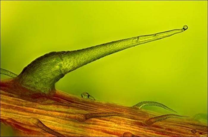 Nikon Small World 2012: las mejores microfotografías del año (FOTOS)