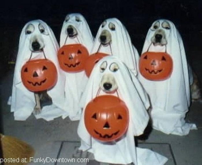 12 errores que cometes al comprarle un juguete a tu perro