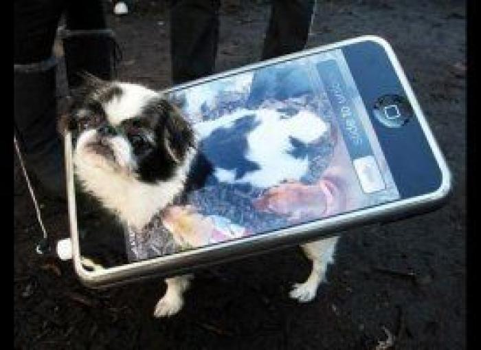 12 errores que cometes al comprarle un juguete a tu perro