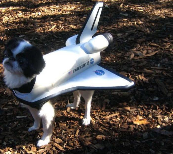 12 errores que cometes al comprarle un juguete a tu perro