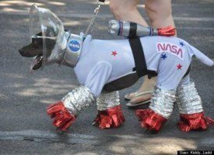 12 errores que cometes al comprarle un juguete a tu perro