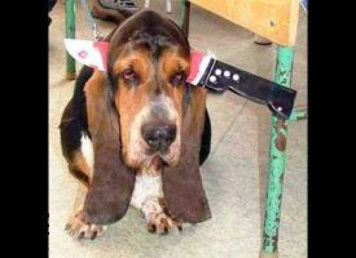 12 errores que cometes al comprarle un juguete a tu perro